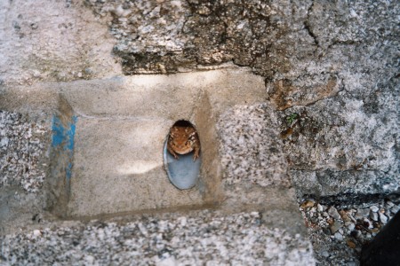 Crapaud dans la fontaine